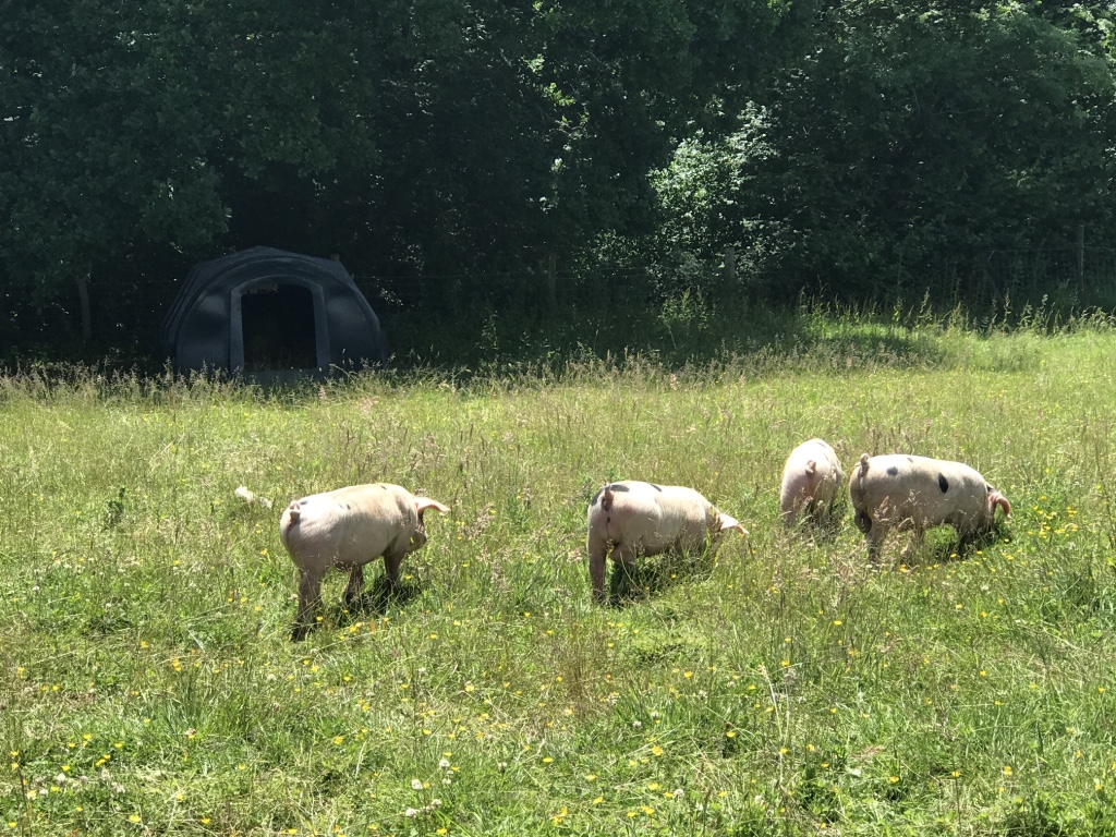Pigs