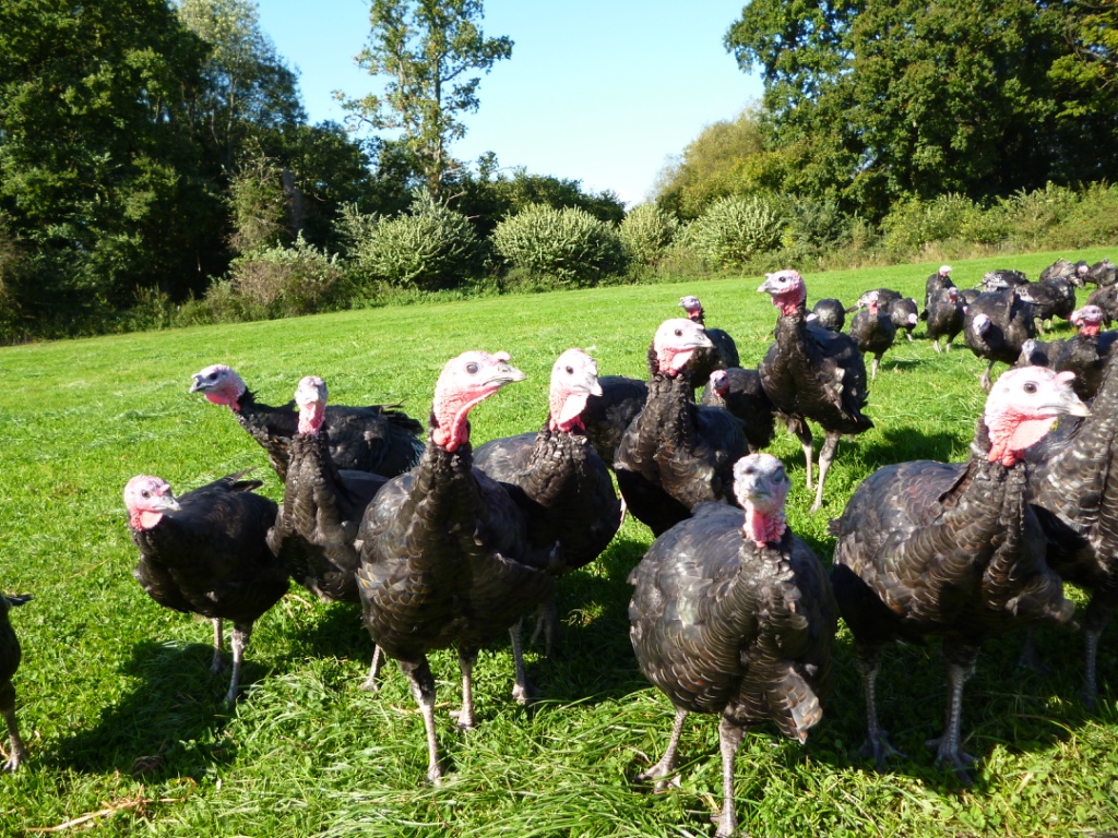 turkeys