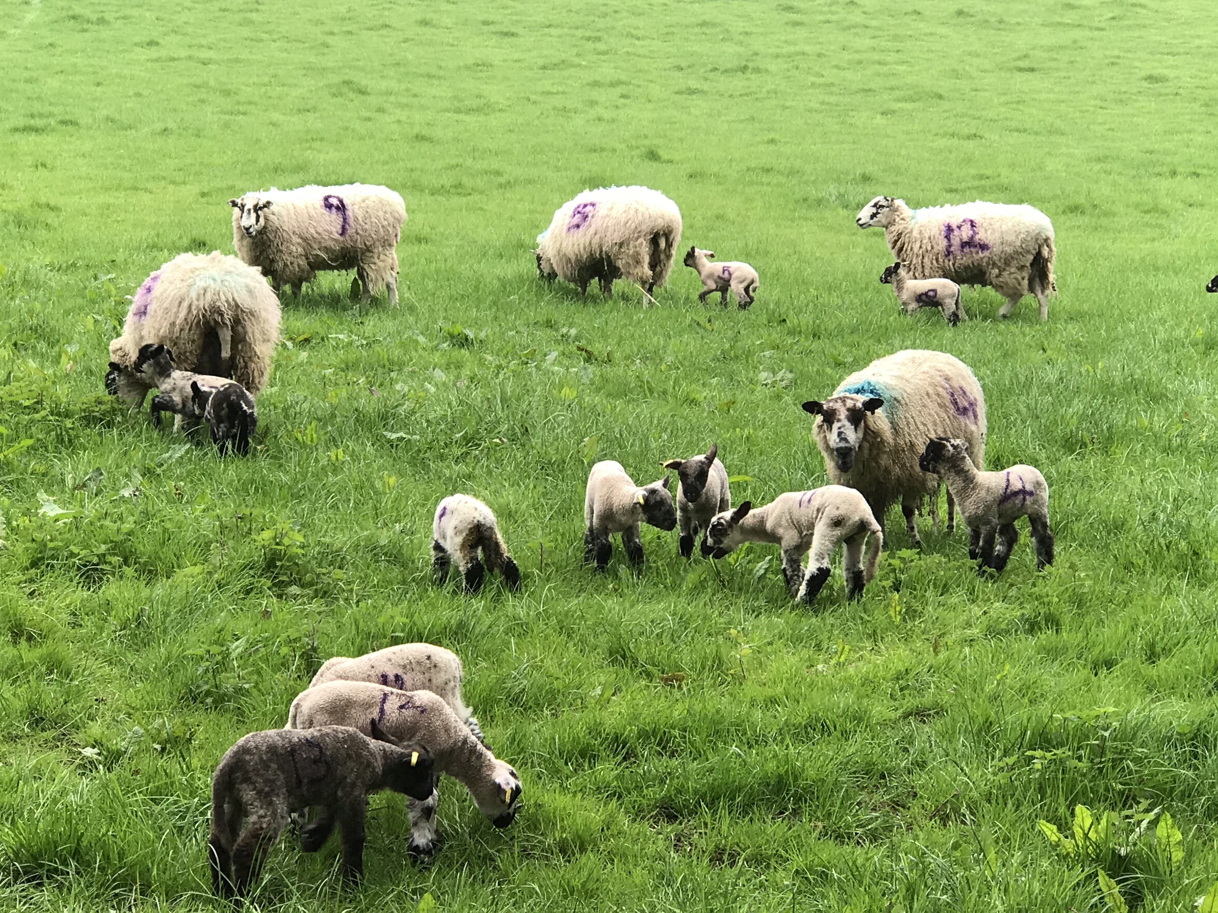 Photo 08-04-2019, 10 13 02